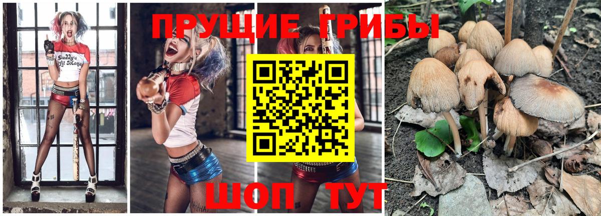 Галлюциногенные грибы Psilocybe Шатура